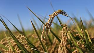 長谷川幸洋　コラム第17回「歴代政権がボロ儲けを看過したせいでニッポン農業は改革できずにきた」