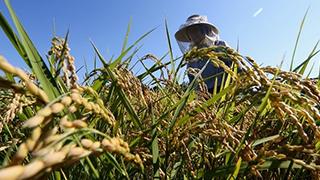 長谷川幸洋　第27回　減反廃止もコメ値上がりの可能性！消費者に目を向けない農水省に必要な政策大転換