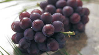 女性の味方！「畑のミルク」ぶどうのブドウ糖とポリフェノールで体の中から女子力アップ！