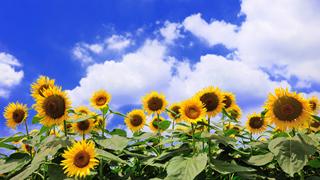 秋・ふと思い返す「夏の思い出」胸キュン？ドキッ！？ ほのぼのストーリー！