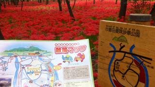 只今満開、神聖な赤い絨毯のように咲き誇る【曼珠沙華】日高市・巾着田に行ってきました！