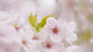 一足お先に春気分！日本人なら誰でも大好き、サクラの香りのコスメ特集