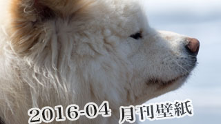 【わさお通信：特別増刊 2016-04】月刊わさお壁紙