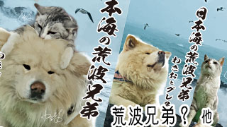 【わさお通信：特別増刊】荒波兄弟？ 他