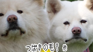 【わさお通信：特別増刊】つばきの毛？ 他