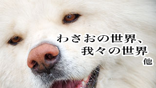 【わさお通信：特別増刊 2012-10】わさおの世界、我々の世界 他