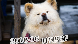 【わさお通信：特別増刊 2016-06】月刊わさお壁紙