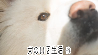 【わさお通信：特別増刊】犬のいる生活 他