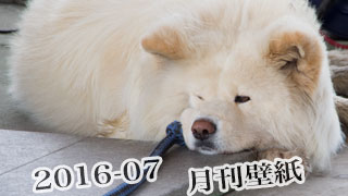 【わさお通信：特別増刊 2016-07】月刊わさお壁紙