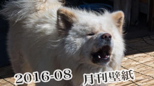 【わさお通信：特別増刊 2016-08】月刊わさお壁紙