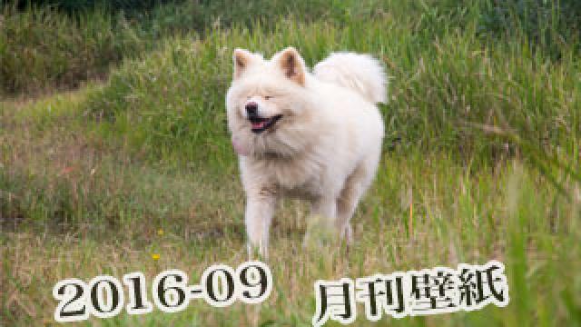 【わさお通信：特別増刊 2016-09】月刊わさお壁紙