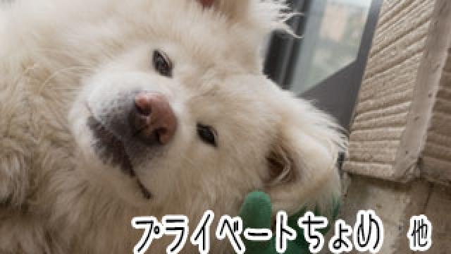 【わさお通信：特別増刊】 プライベートちょめ 他