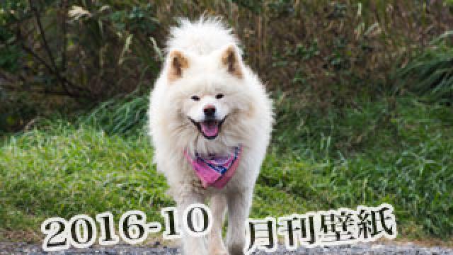 【わさお通信：特別増刊 2016-10】月刊わさお壁紙