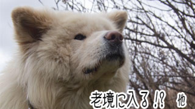 【わさお通信：特別増刊】 老境に入る!? 他