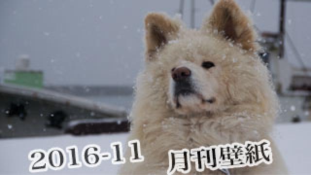 【わさお通信：特別増刊 2016-11】月刊わさお壁紙