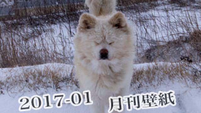 【わさお通信：特別増刊 2017-01】月刊わさお壁紙