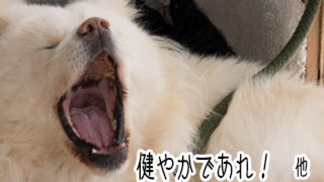 【わさお通信：特別増刊】 健やかであれ！ 他