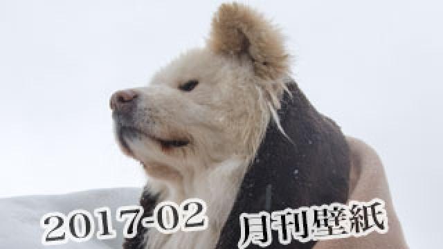 【わさお通信：特別増刊 2017-02】月刊わさお壁紙