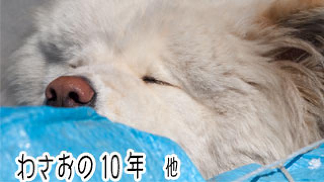 【わさお通信：特別増刊】 わさおの10年 他