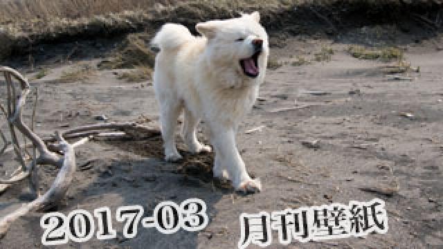 【わさお通信：特別増刊 2017-03】月刊わさお壁紙