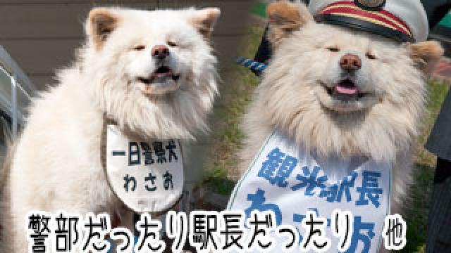 【わさお通信：特別増刊】 警部だったり駅長だったり 他