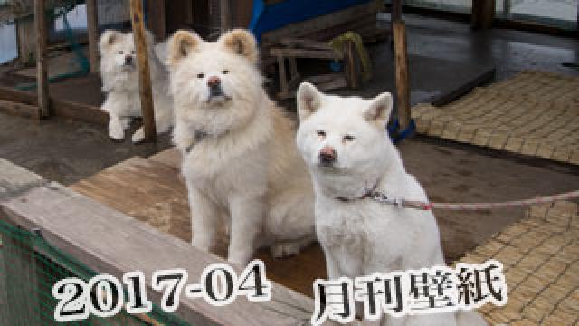 【わさお通信：特別増刊 2017-04】月刊わさお壁紙