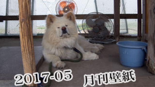 【わさお通信：特別増刊 2017-05】月刊わさお壁紙