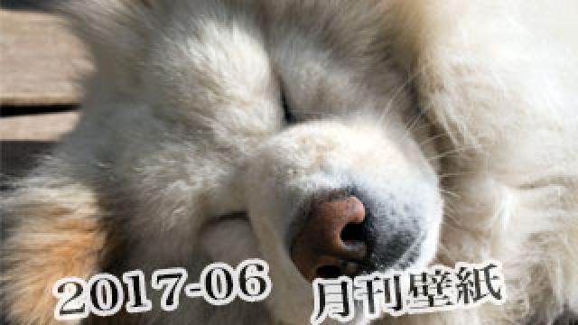 【わさお通信：特別増刊 2017-06】月刊わさお壁紙