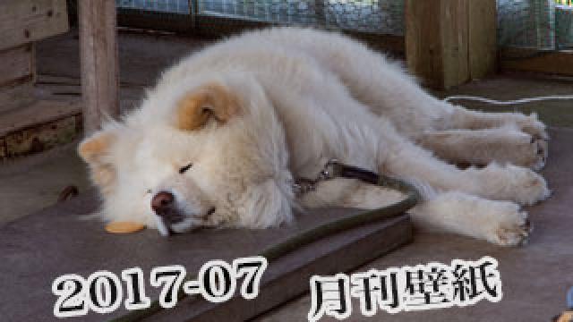 【わさお通信：特別増刊 2017-07】月刊わさお壁紙