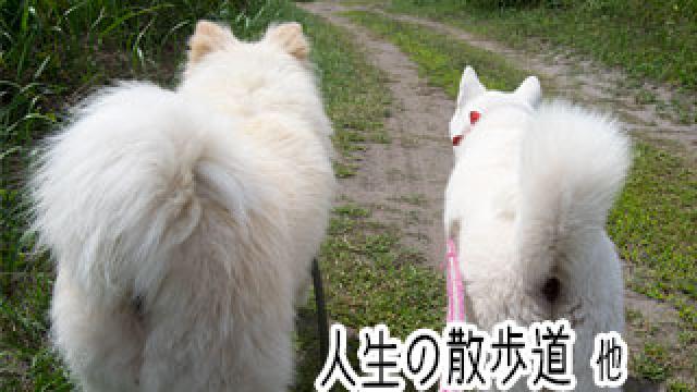 【わさお通信：特別増刊】 人生の散歩道 他