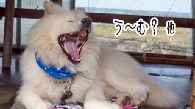 【わさお通信：特別増刊】 う～む？ 他