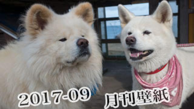 【わさお通信：特別増刊 2017-09】月刊わさお壁紙