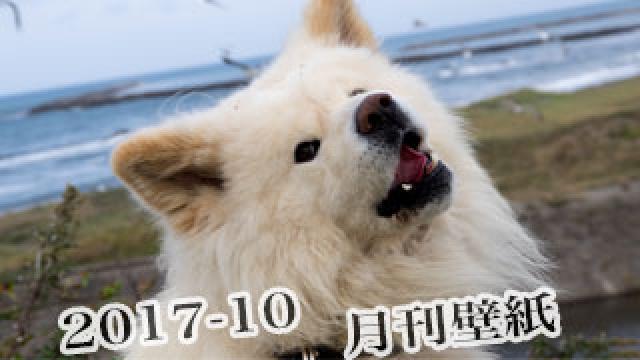 【わさお通信：特別増刊 2017-10】月刊わさお壁紙