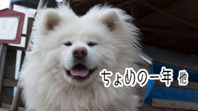 【わさお通信：特別増刊】 ちょめの一年 他