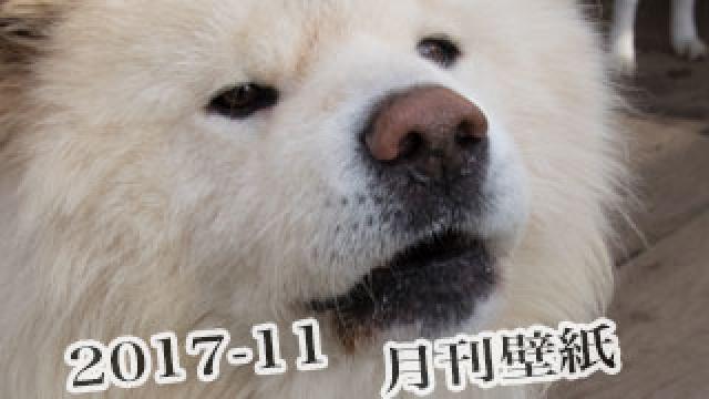 【わさお通信：特別増刊 2017-11】月刊わさお壁紙