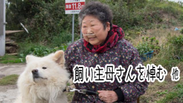 【わさお通信：特別増刊】 飼い主母さんを悼む 他
