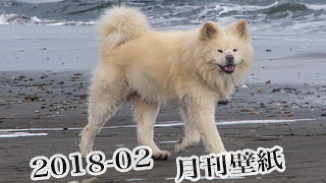 【わさお通信：特別増刊 2018-02】月刊わさお壁紙