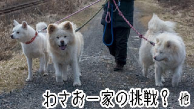 【わさお通信：特別増刊】 わさお一家の挑戦？ 他