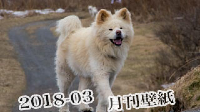 【わさお通信：特別増刊 2018-03】月刊わさお壁紙