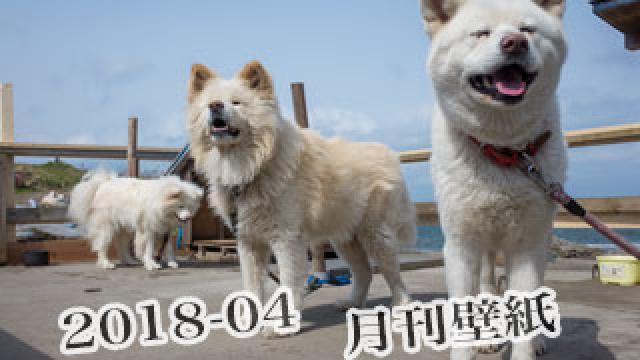 【わさお通信：特別増刊 2018-04】月刊わさお壁紙