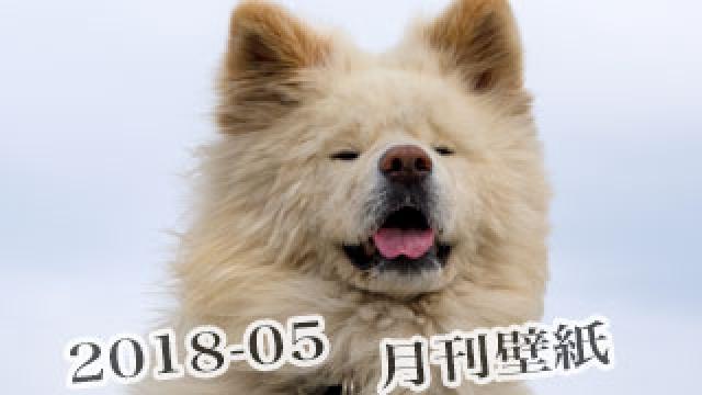 【わさお通信：特別増刊 2018-05】月刊わさお壁紙