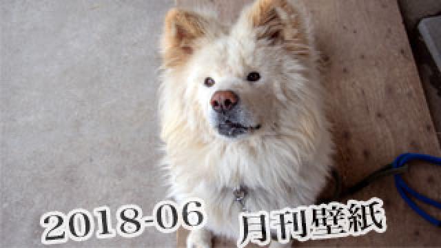 【わさお通信：特別増刊 2018-06】月刊わさお壁紙