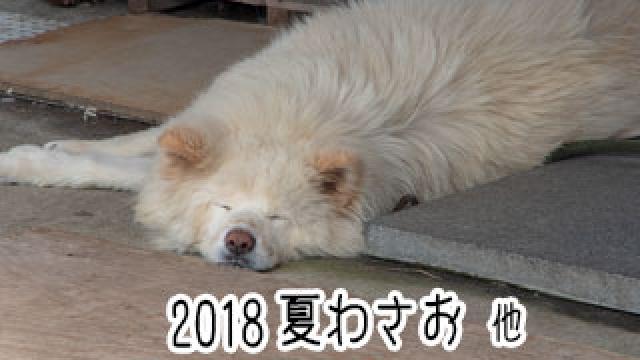 【わさお通信：特別増刊】 2018夏わさお 他