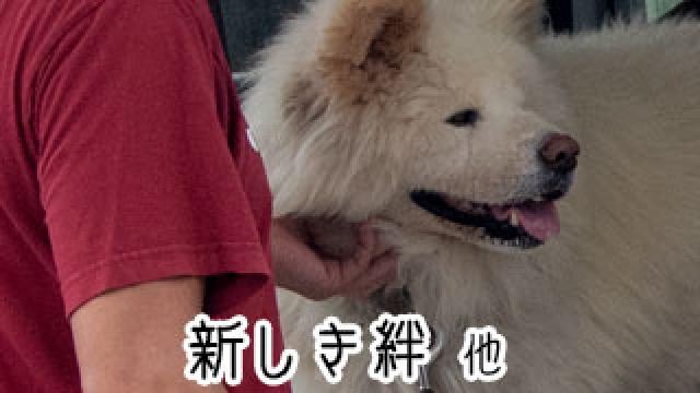 【わさお通信：特別増刊】 新しき絆 他