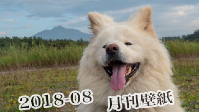 【わさお通信：特別増刊 2018-08】月刊わさお壁紙