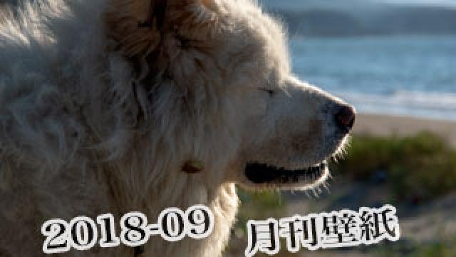 【わさお通信：特別増刊 2018-09】月刊わさお壁紙