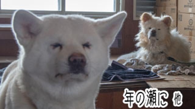 【わさお通信：特別増刊】 年の瀬に 他