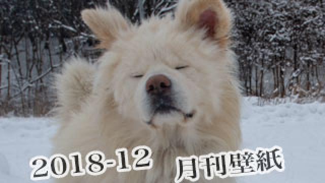 【わさお通信：特別増刊 2018-12】月刊わさお壁紙