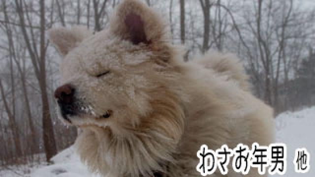 【わさお通信：特別増刊】 わさお年男 他