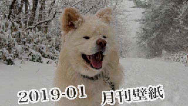 【わさお通信：特別増刊 2019-01】月刊わさお壁紙